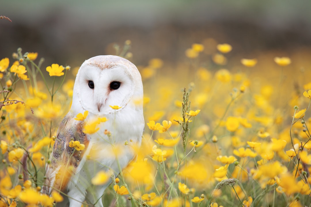 Photo bird, laboratory