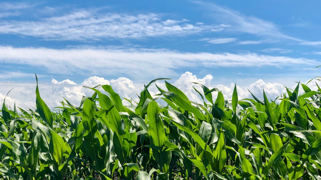 Photo Cornfield